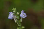 Heartleaf skullcap